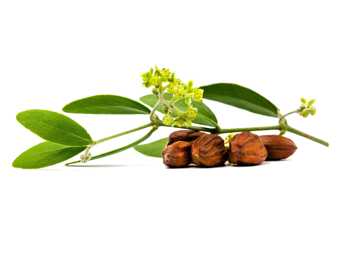 Jojoba oil