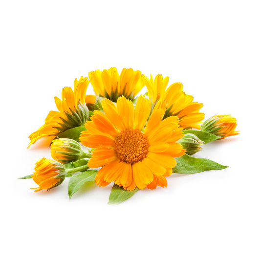 Calendula